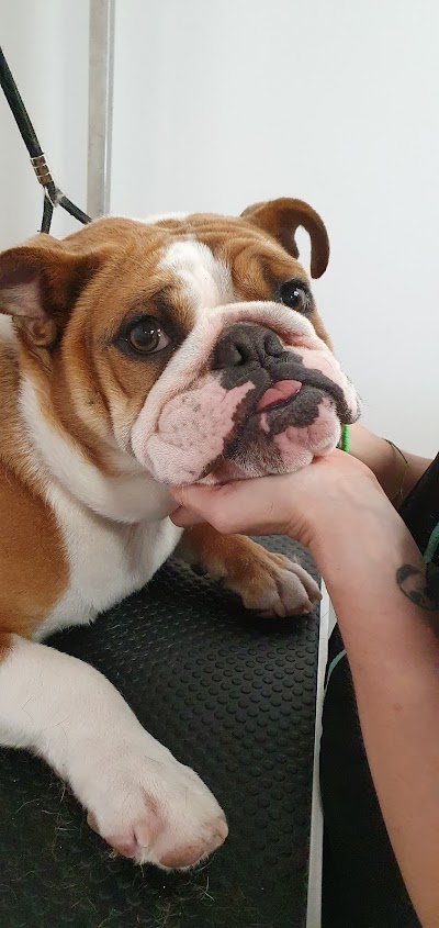 Grooming Van Image