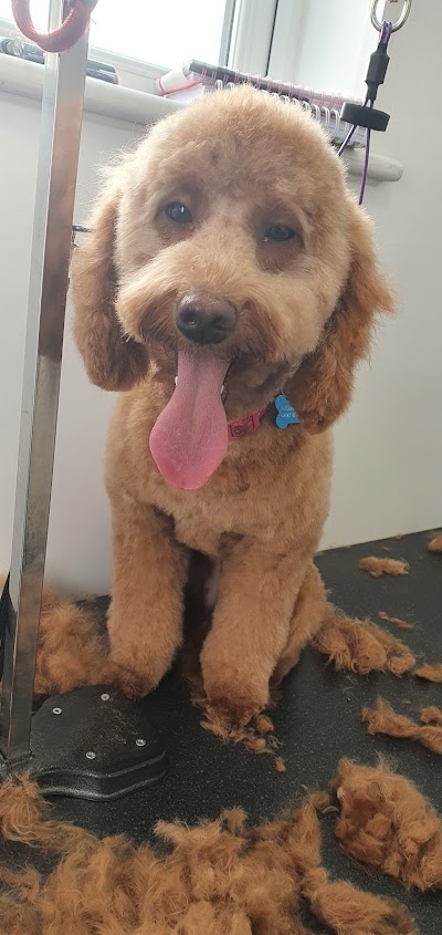Grooming Van Image