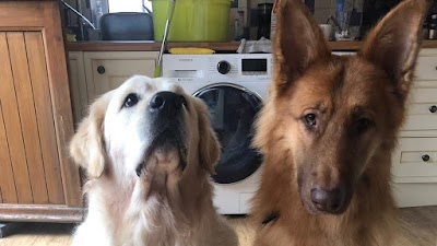 Dapper Dogs