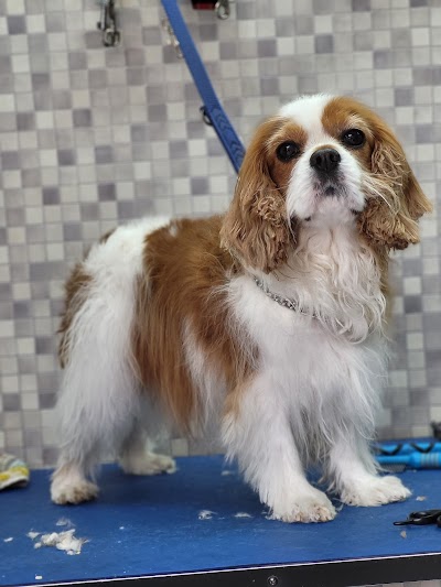 Grooming Van Image