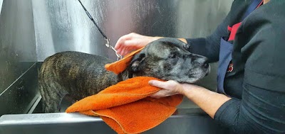 Grooming Van Image