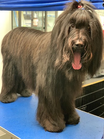 Grooming Van Image