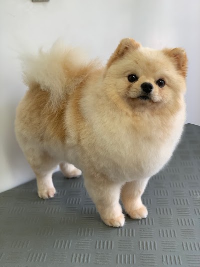 Grooming Van Image