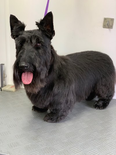 Diamond Dogs Grooming Service