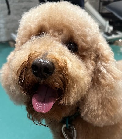 Grooming Van Image