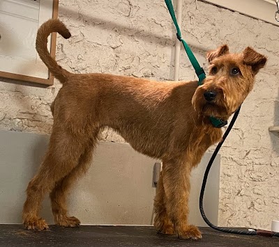 Grooming Van Image