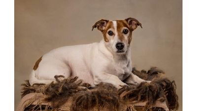 Dishy Dogs Grooming Parlour