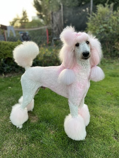Grooming Van Image