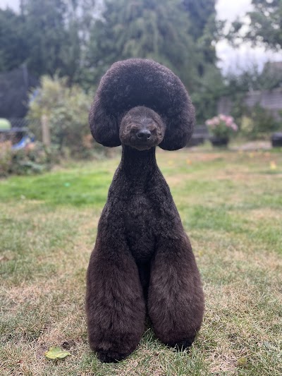 Grooming Van Image