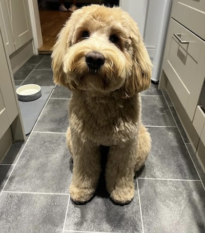Divine Dogs Pet Grooming