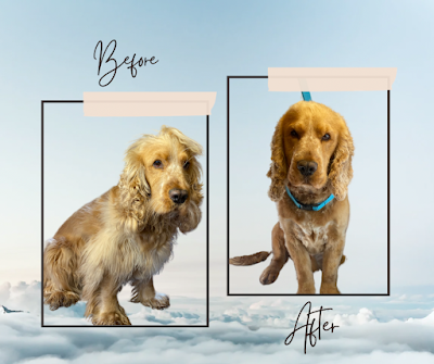 Grooming Van Image