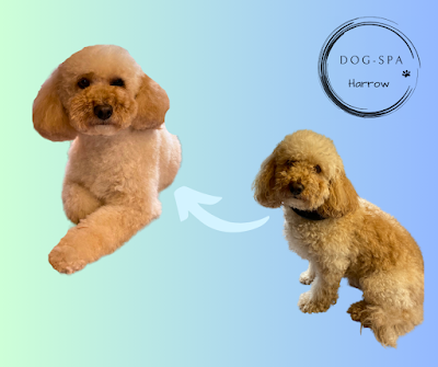 Grooming Van Image