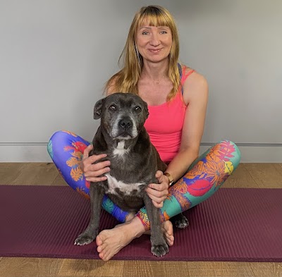 Dog Spa Harrow Small and Medium Pet Grooming Services