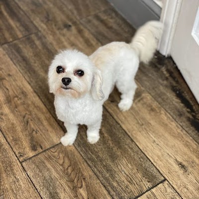 Grooming Van Image