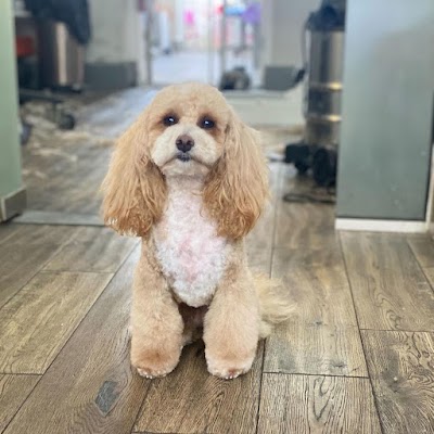 FOXY GROOMERS