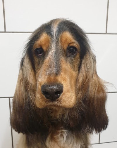 Grooming Van Image