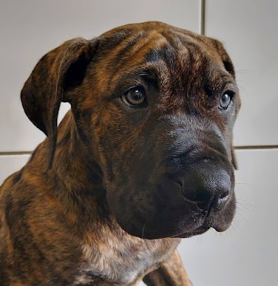 Grooming Van Image