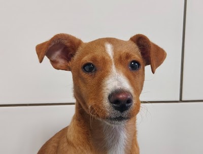 Grooming Van Image