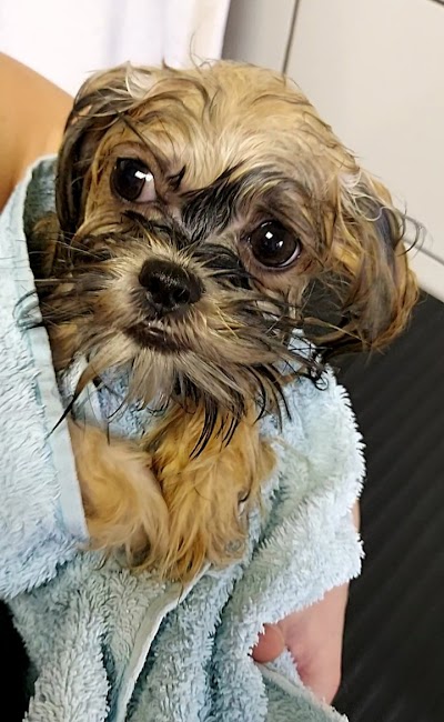 Grooming Van Image