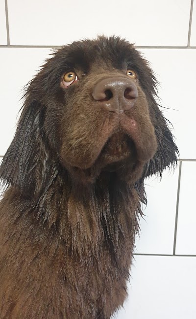 Grooming Van Image