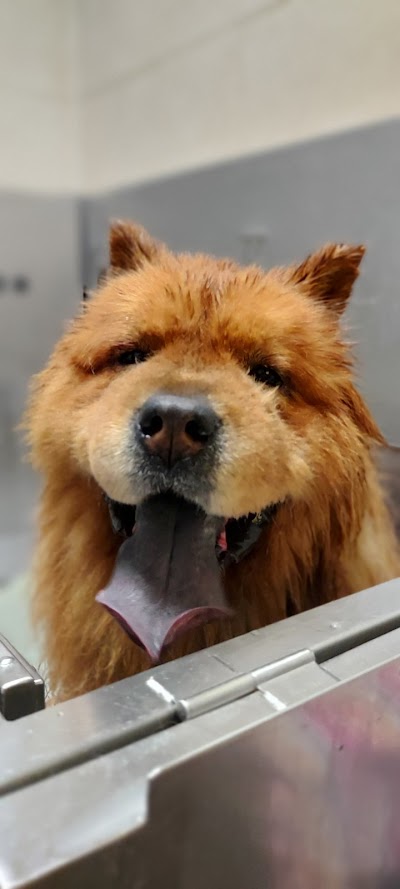 Grooming Van Image