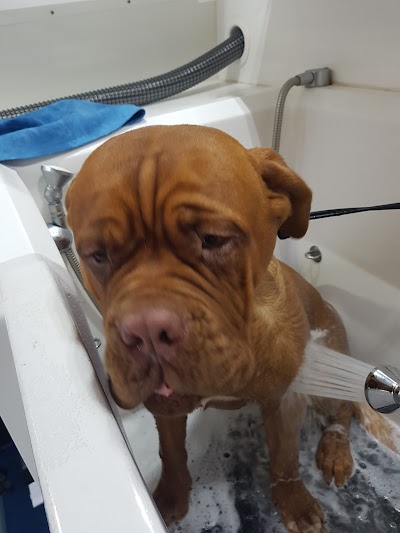 Grooming Van Image