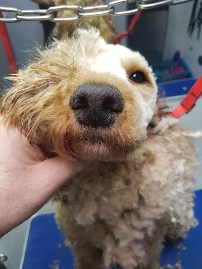 Grooming Van Image