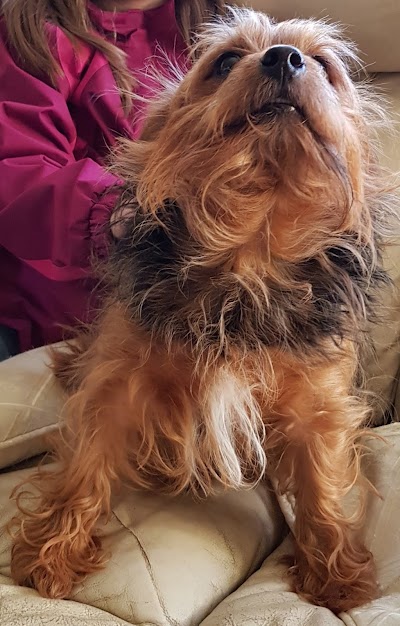 Grooming Van Image