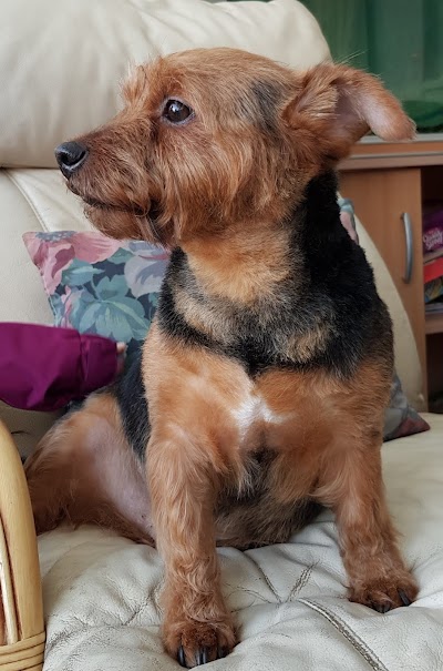 Grooming Van Image