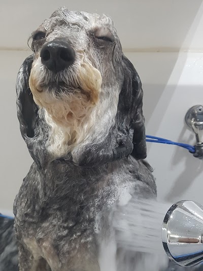 Grooming Van Image
