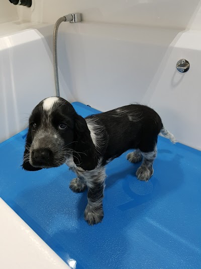 Grooming Van Image