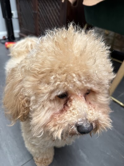 Grooming Van Image