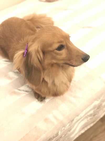 Grooming Van Image
