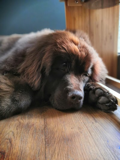 Grooming Van Image