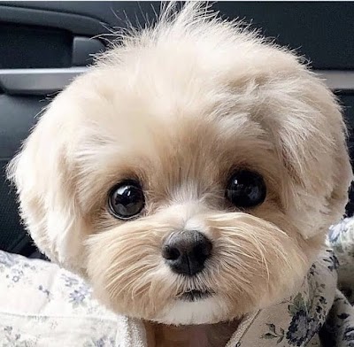 Grooming Van Image