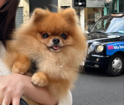 Grooming Van Image
