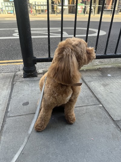 Groomer London