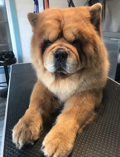 Grooming Van Image