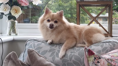 Grooming Van Image