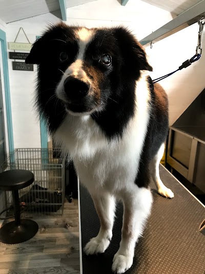 Grooming Van Image