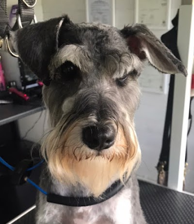 Grooming Van Image