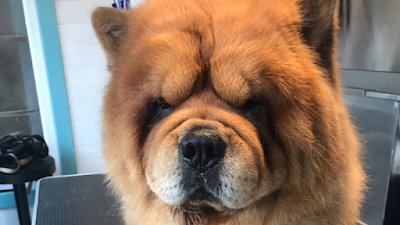 Hound and Barker dog grooming