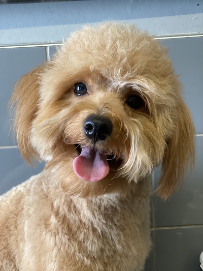 Grooming Van Image
