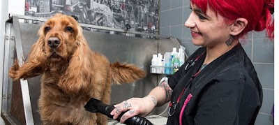 Grooming Van Image