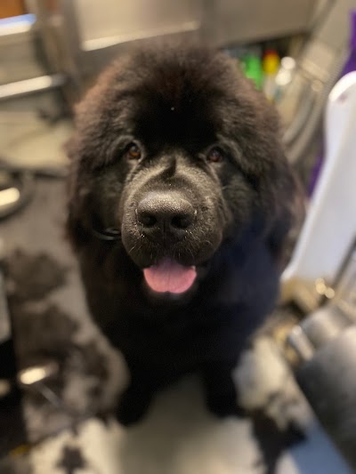 Grooming Van Image