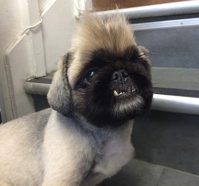 Grooming Van Image