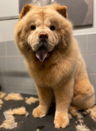 Grooming Van Image
