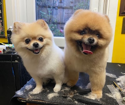 Jessica's Dog Grooming London