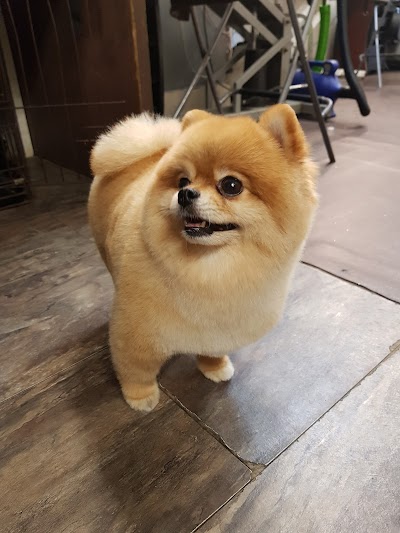 Grooming Van Image
