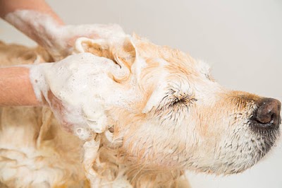 Grooming Van Image